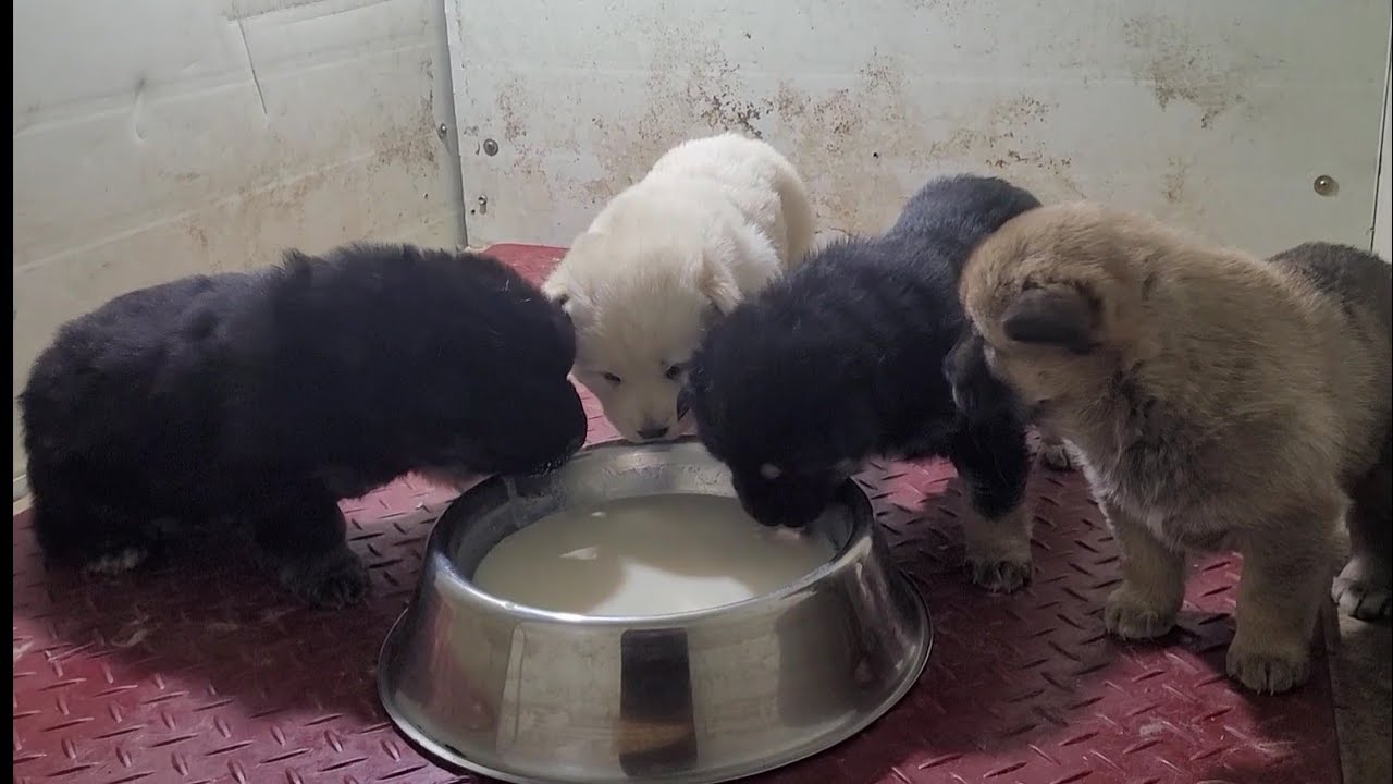 검둥이 강아지가 벌써부터 큰 소리로 짖어요.