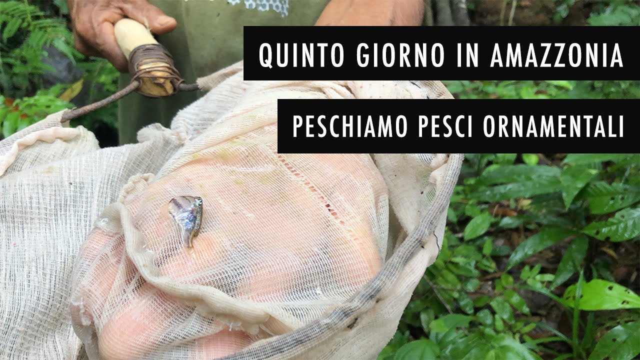 Quinto giorno in Amazzonia, peschiamo dei pesci ornamentali