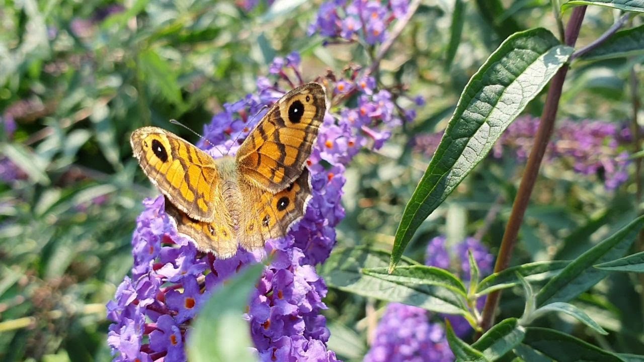 Kruiden , bijen  en vlindertuin