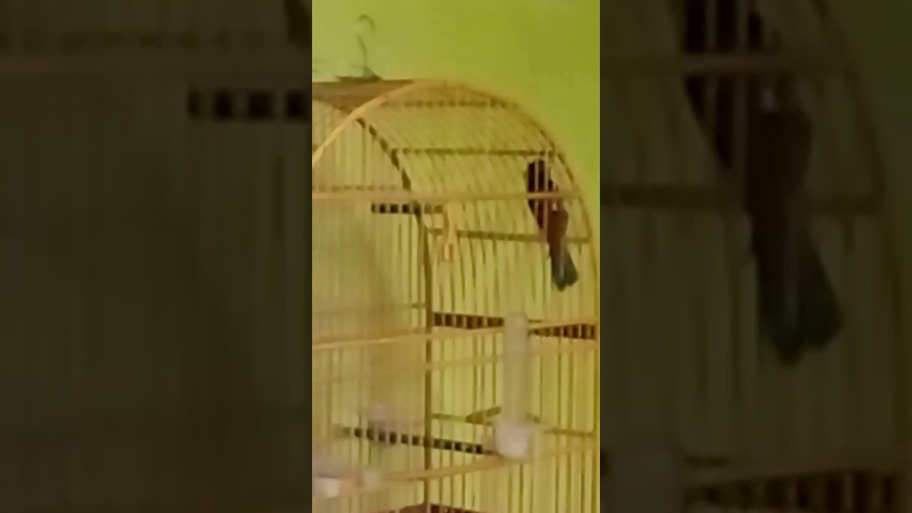 Avinhado paracambi cl&aacute;ssico morcego