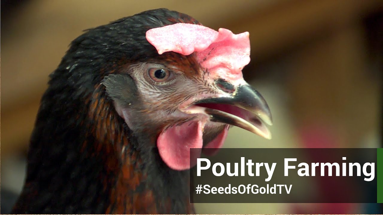 Poultry farming - Seeds Of Gold TV Season 2 Episode 1