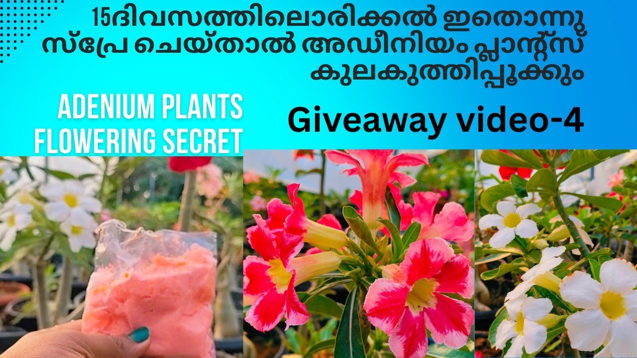 അഡീനിയം പ്ലാന്റ്സ് കുലകുത്തി പൂക്കാൻ ഇത് മതി #Adenium plants flowering fertilizer#adenium plants#
