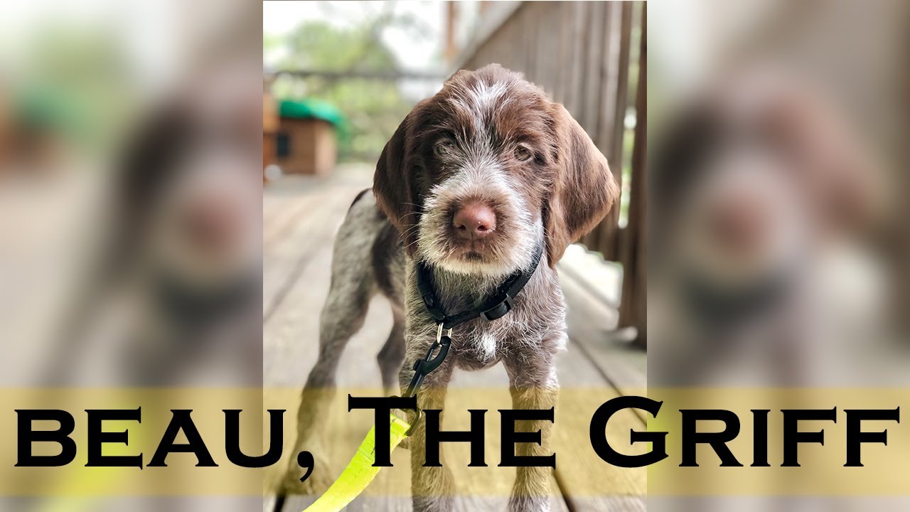 New Puppy! Beau The Wirehaired Pointing Griffon
