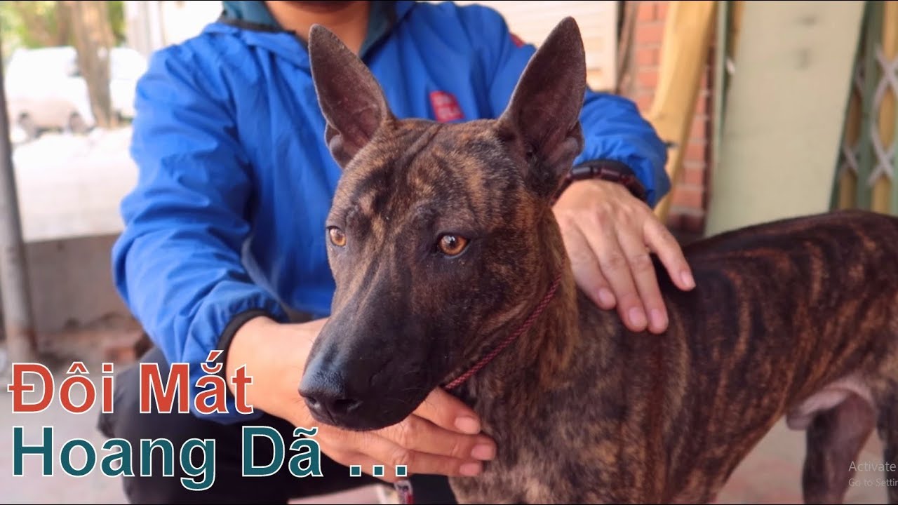 T7: Chú Chó Phú Quốc Có Đôi Mắt  