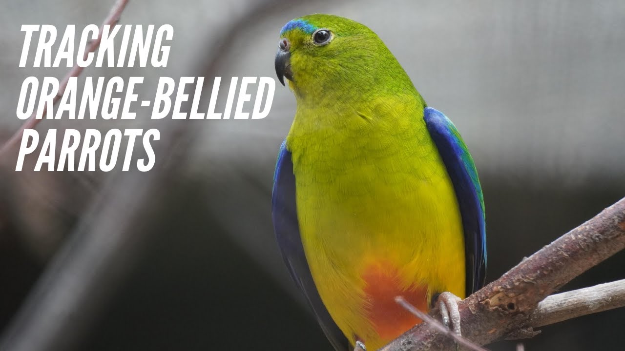 Tracking Orange-bellied Parrots | Wildlife Drones