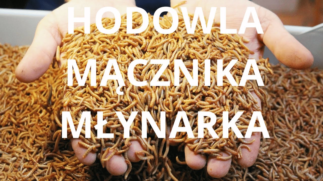 ROBAKI NASZĄ PRZYSZŁOŚCIĄ???😫 | MĄCZNIK DLA KUR