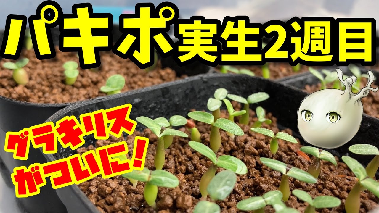 【パキポディウム】種まき2週目でついにグラキリスが！【実生】