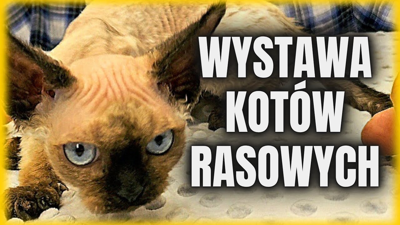 Wystawa kotów rasowych / Wrocław Hala Orbita / 7.08.2024