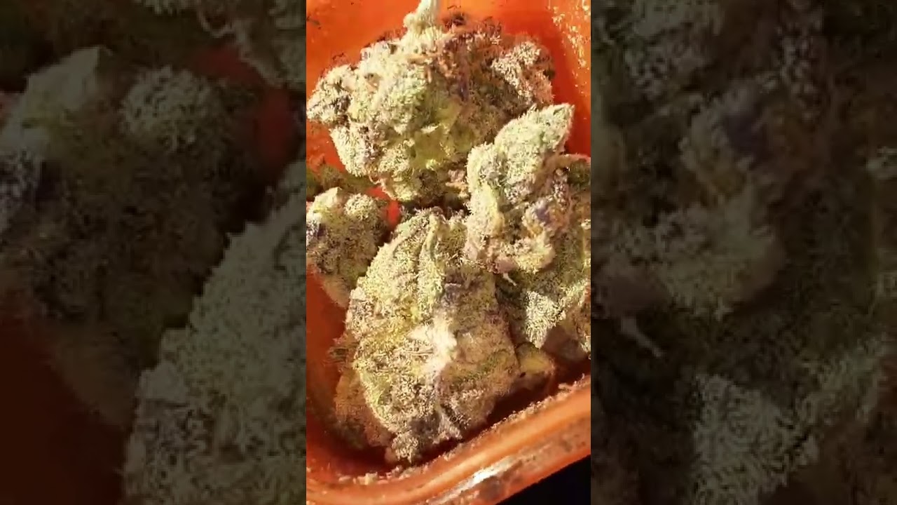 2 SCOOPS  EXOTIC STRAIN⛽🔥😤 80% SATIVA 20% INDICA
