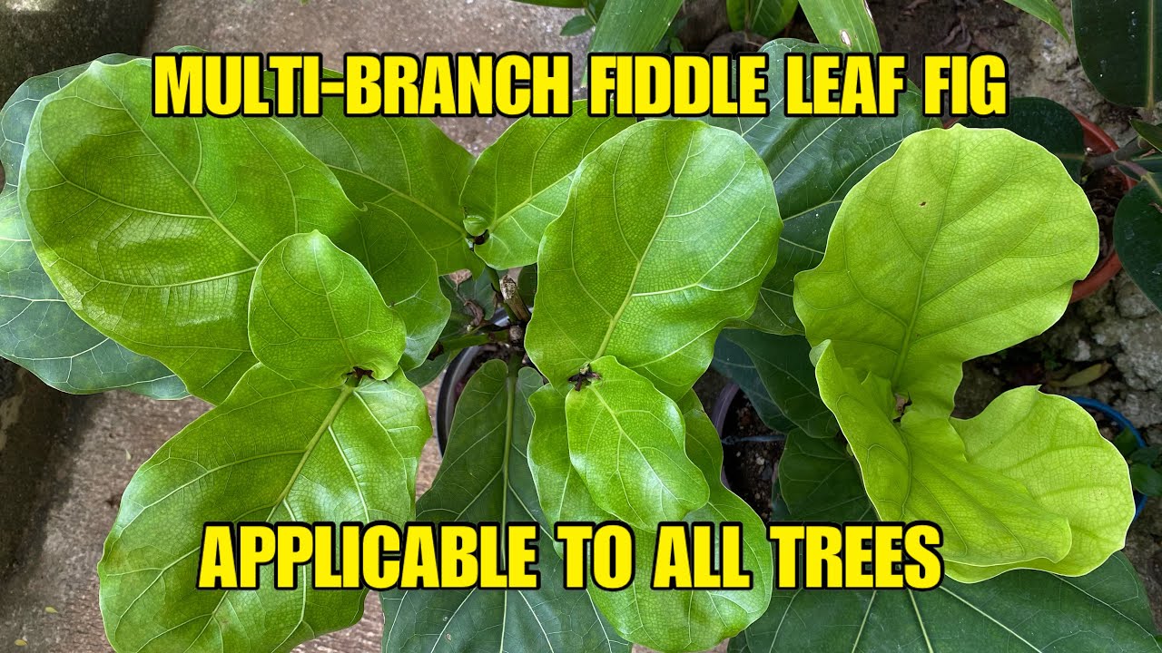 How to Propagate and Create Multi- Branch Fiddle Leaf Fig