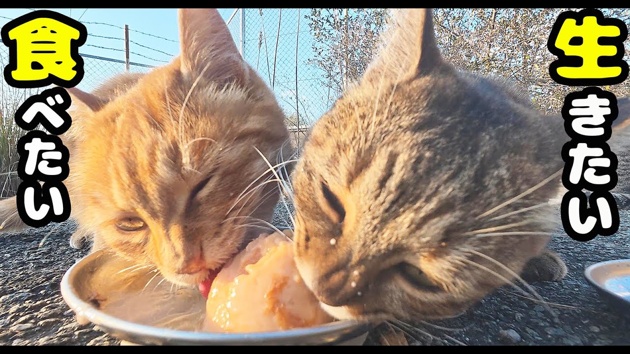 空腹に耐えていた猫にご飯をもっていくと・・・ 保護され捨てられた三毛猫 さくらねこたちへのエサやり アントニオくん しろくん うーちゃん