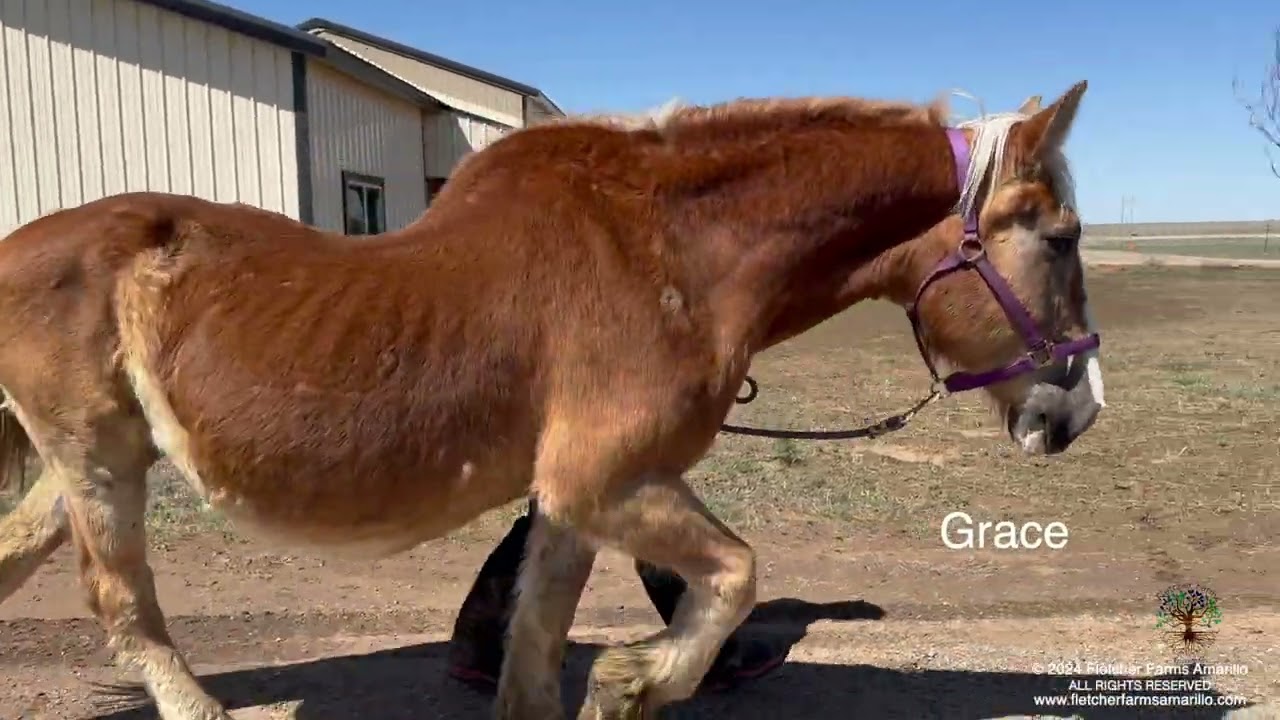What's been happening on the farm? WE have a baby donkey and an update on the Belgian Draft horses