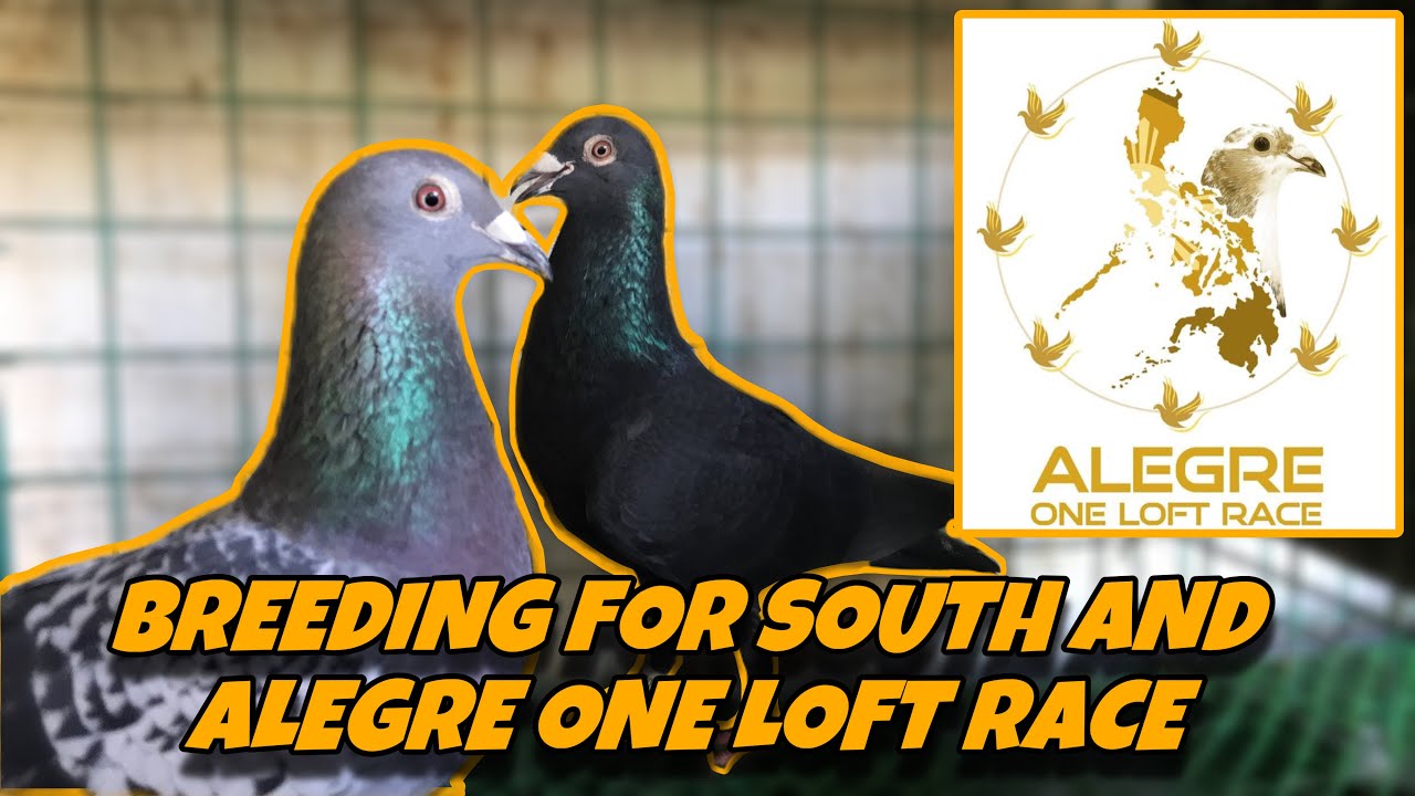 BREEDING FOR SOUTH AND ALEGRE ONE LOFT RACE