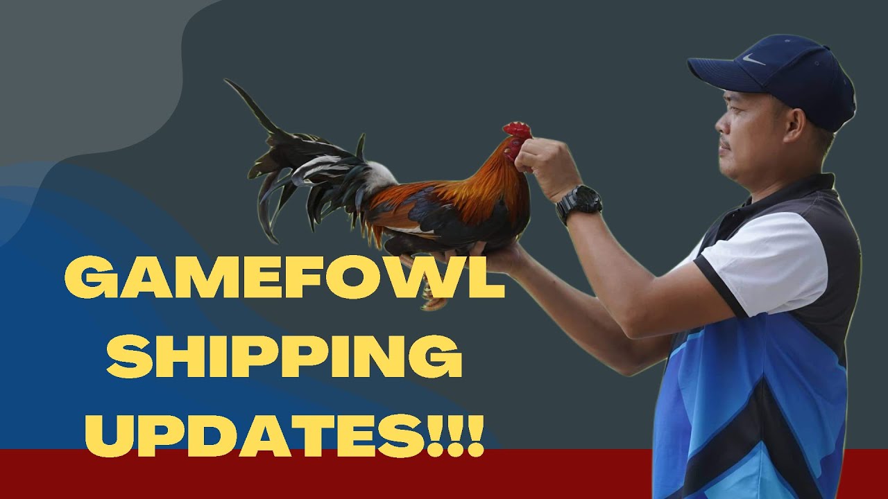 BALITA TUNGKOL SA GAMEFOWL SHIPPING!!!