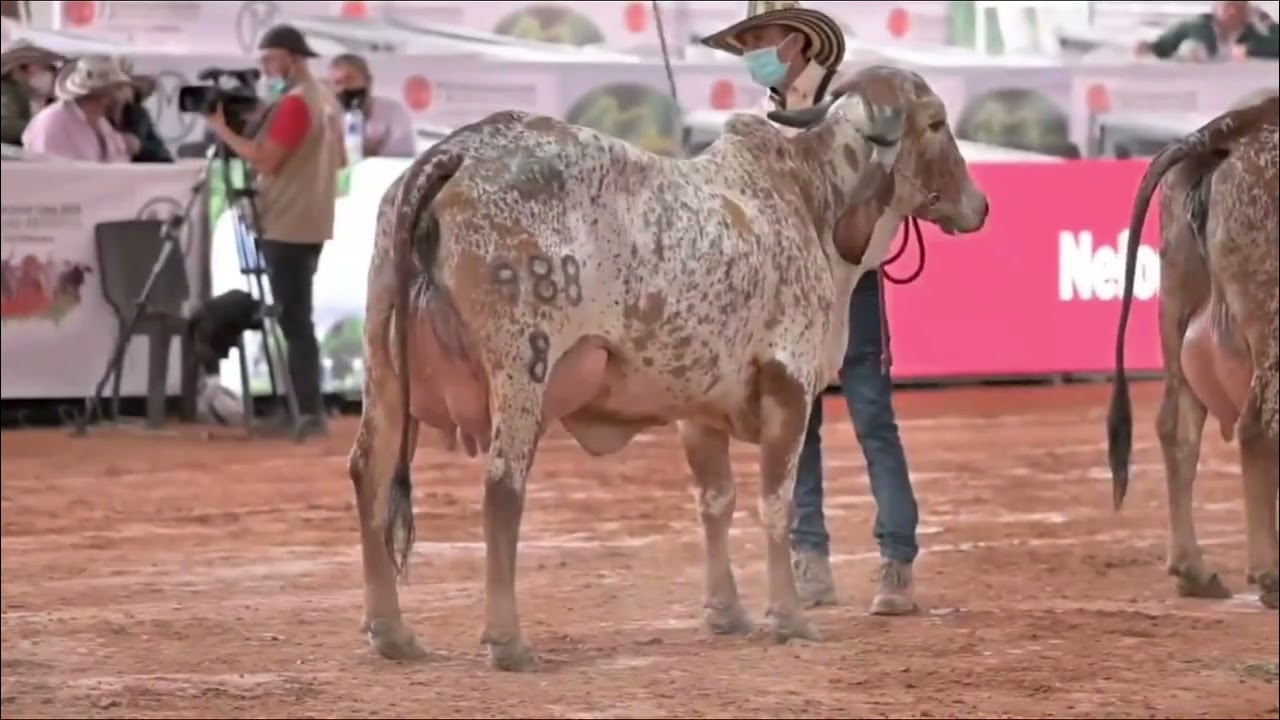 Indian cattle show Rajkot 