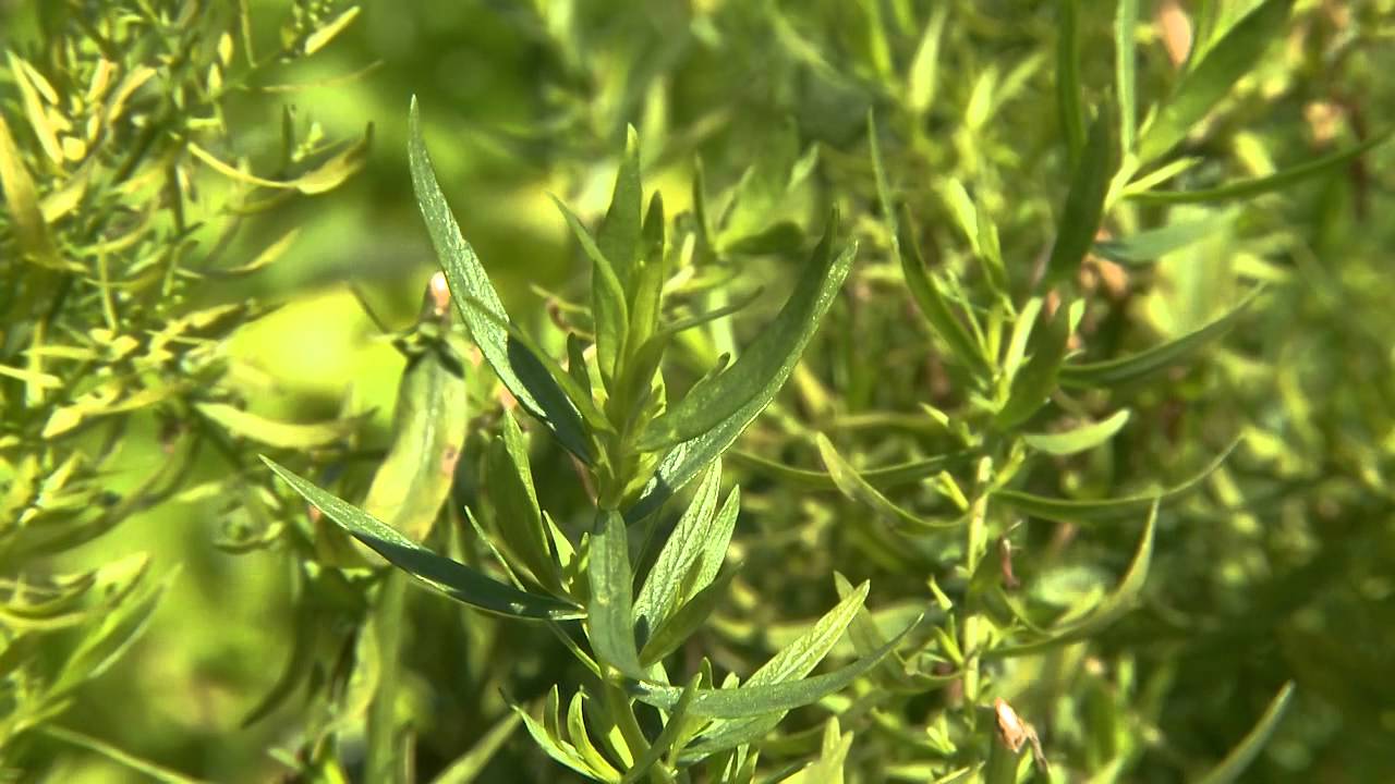 Monivuotiset yrtit