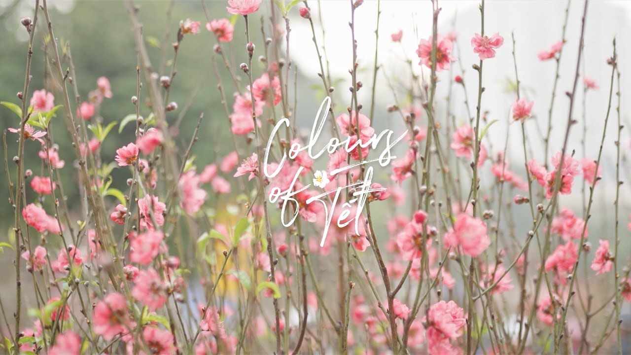 Colours of Tết