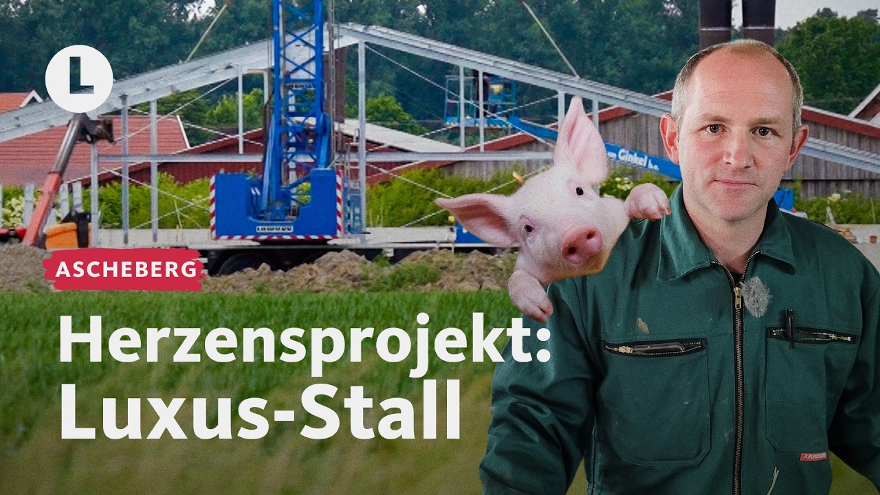 1 Mio. Euro für ein besseres Schweineleben | WDR Lokalzeit LandSchafft