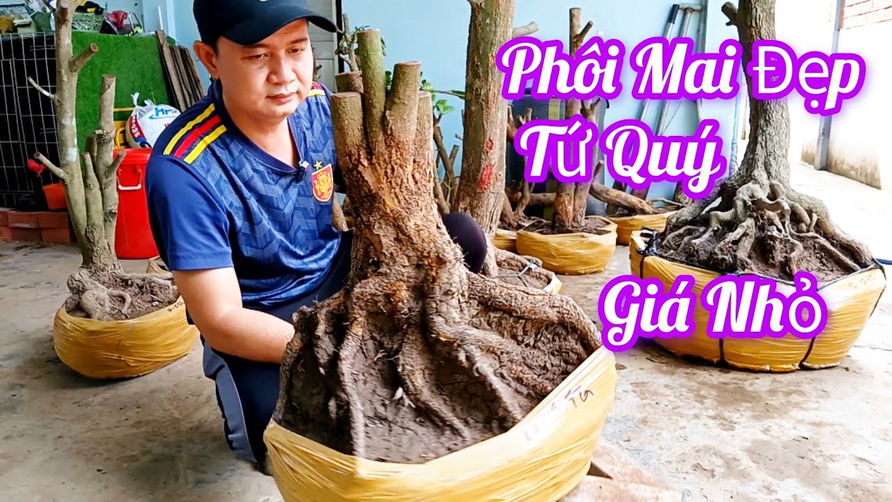 ☎️0973460207 Phôi Mai Đẹp Dáng Đẹp Tứ Quý Hoành To Ngày 24/10 Giao Lưu 