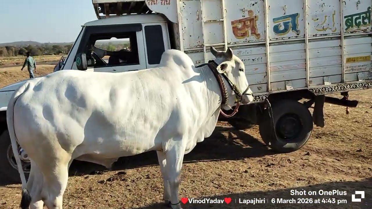 पट प्रतियोगिता धौल मे आये सम्पूर्ण बैल।