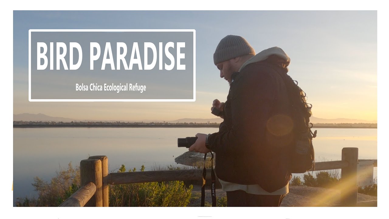 Bolsa Chica Ecological Reserve Photo Walk | Bird & Nature Photography