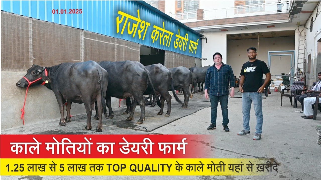1.25 लाख से 5 लाख तक TOP QUALITY के काले मोती यहां से ख़रीदे || RAJESH KARELA DAIRY FARM, JIND