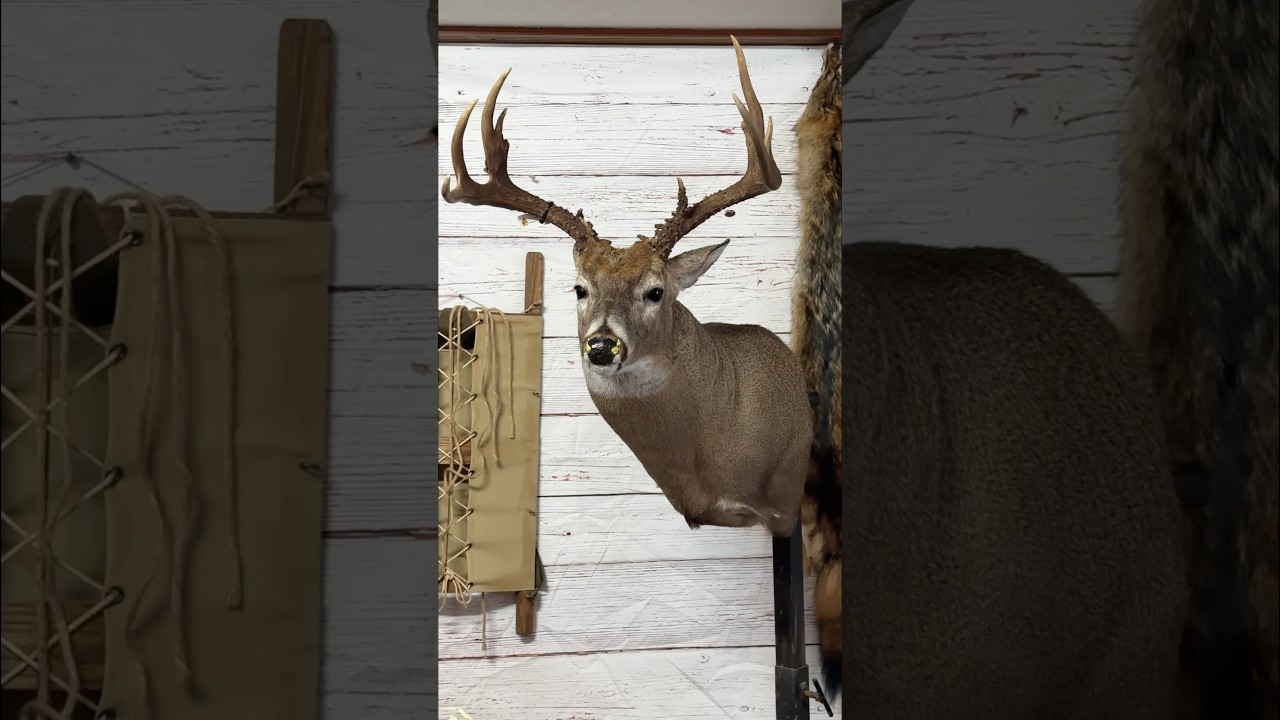 За кулисами: таксидермия! 🦌 #белохвостыйолень #таксидермия #процесстаксидермии #deermount