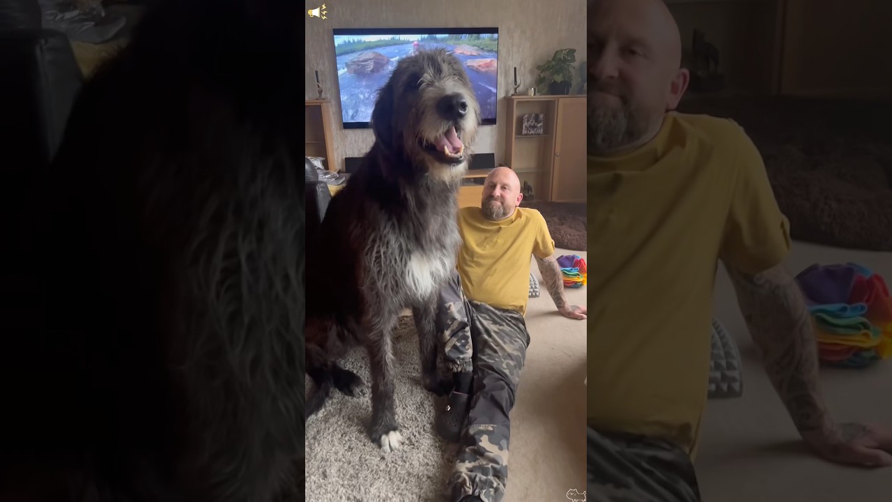 When you have an Irish Wolfhound..🐶#fyp #funny#dog　#irishwolfhound