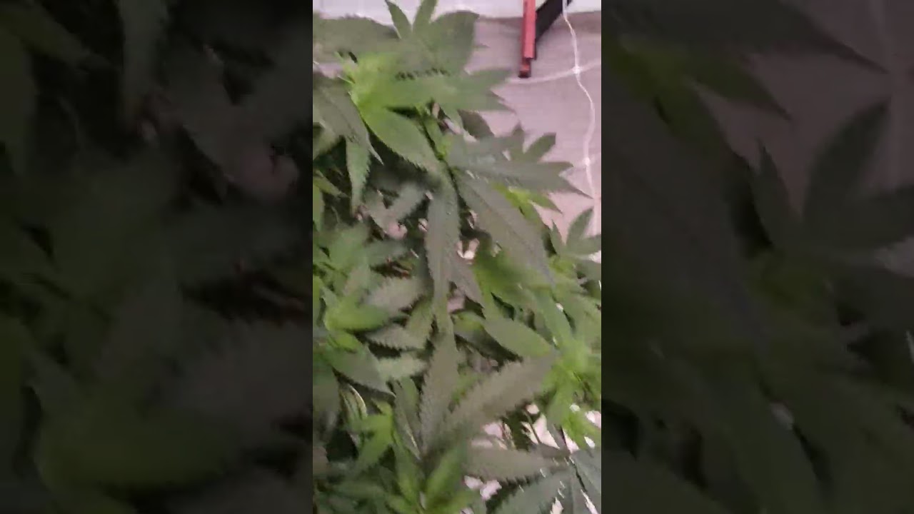Chemdawg 4 in recirculating DWC