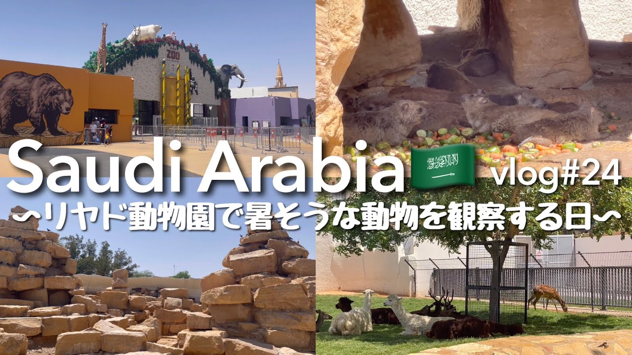 【🇸🇦サウジアラビア】気温46℃！リヤド動物園で暑さに耐える動物を観察する日