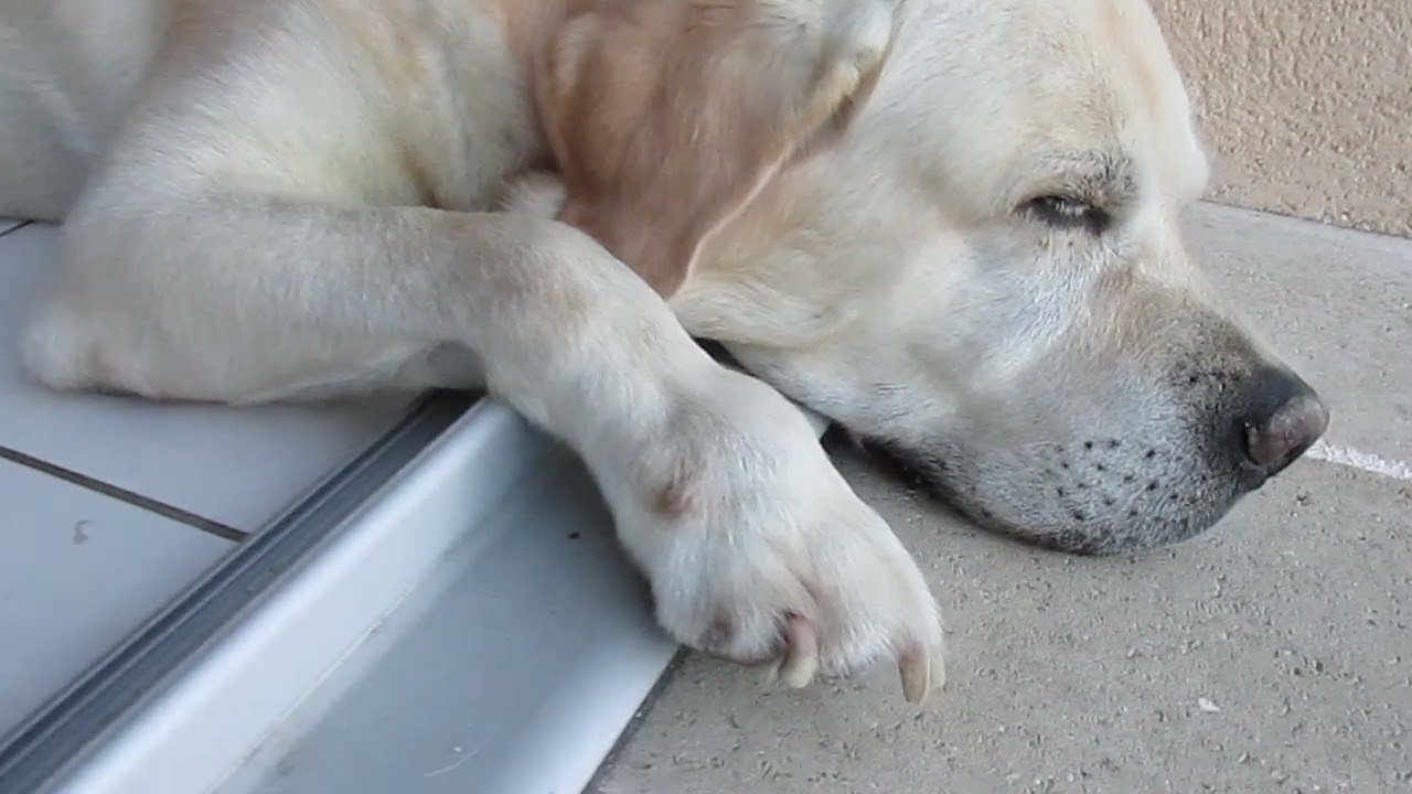 Chewie dort profondément face au jardin et il ronfle !