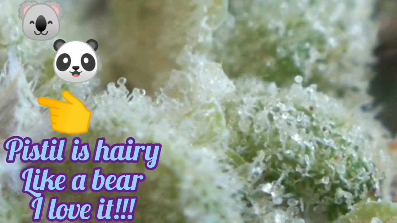 Gorilla Grapes 🦍🍇 Trulieve ⚕️Florida Medical Marijuana Reviews Gorilla Grapes Hybrid