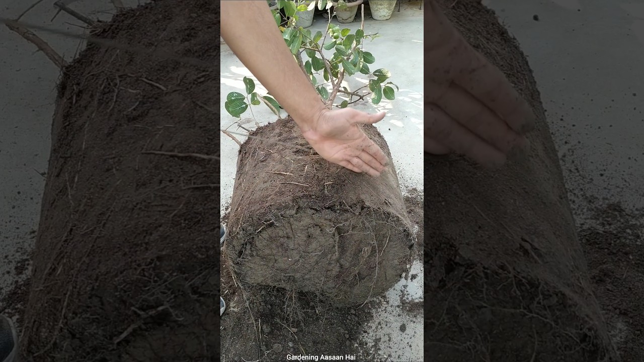 Pruning and Repotting of Guava plant