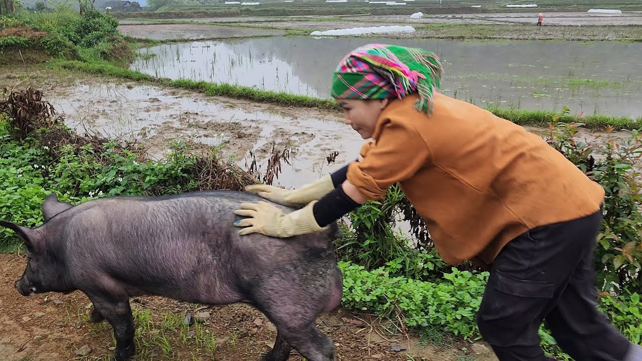 For the first time, I took the black pig to be mated and sold the piglets. /@ThoaRurallife   #162
