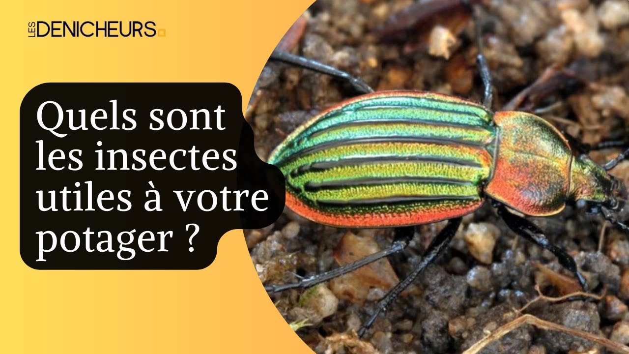🦋 Quels sont les insectes utiles &agrave; votre potager ? 🐞