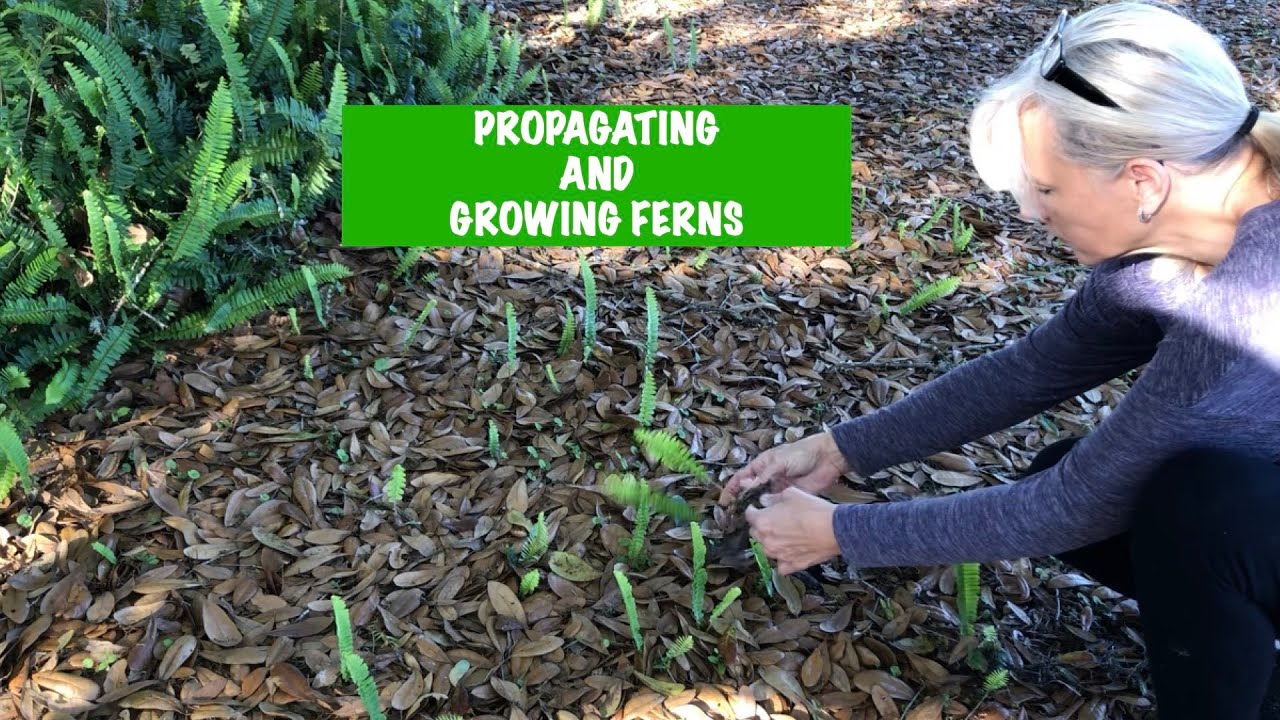 How to grow ferns in your Garden