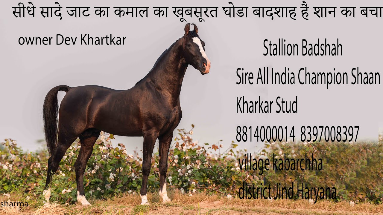 Stallion Badshah सीधे सादे जाट का खूबसूरत घोडा बादशाह है शान का बचा