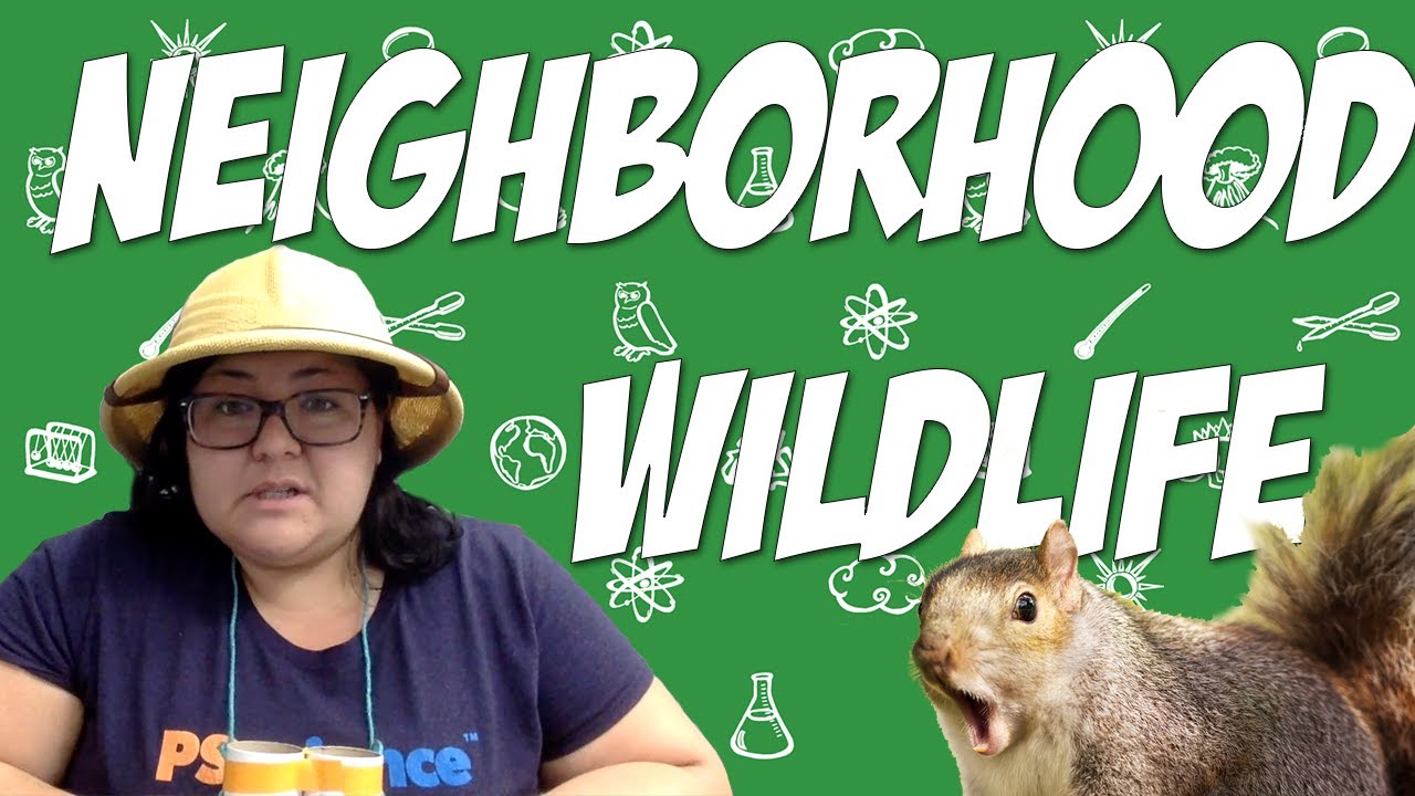 Neighborhood Wildlife