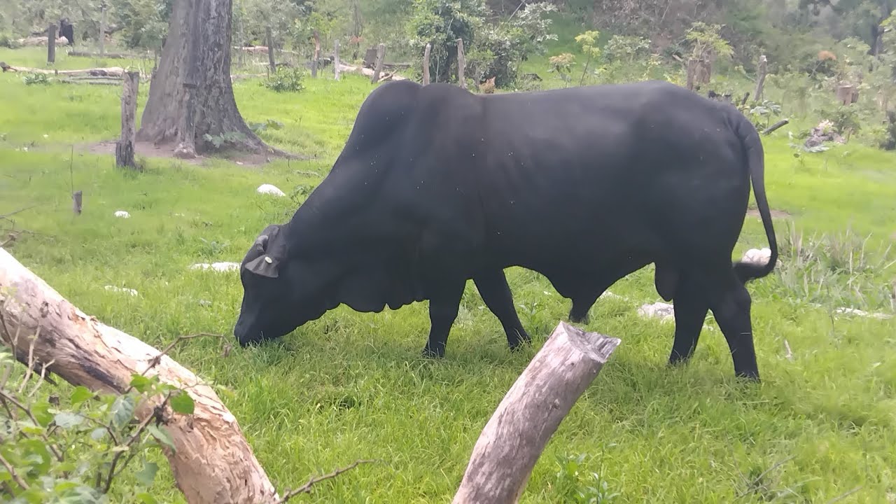 Пусть Бык решит