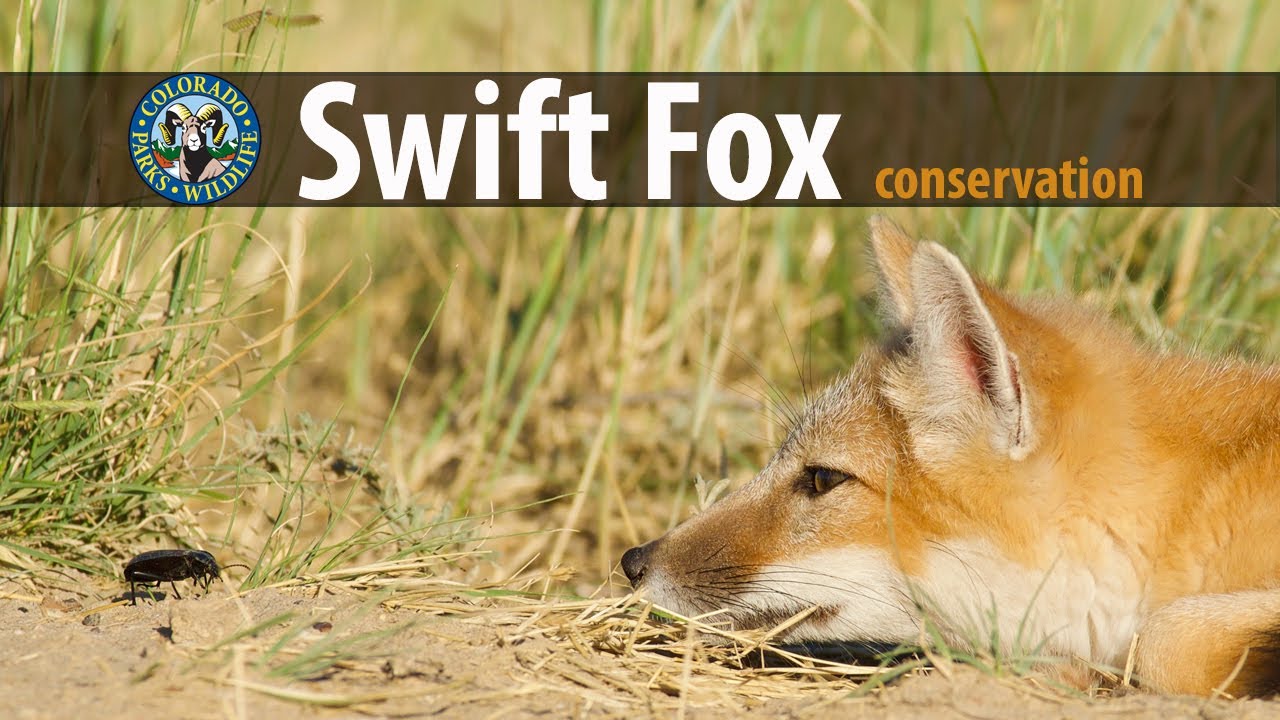 Swift Fox Conservation and Translocation Project
