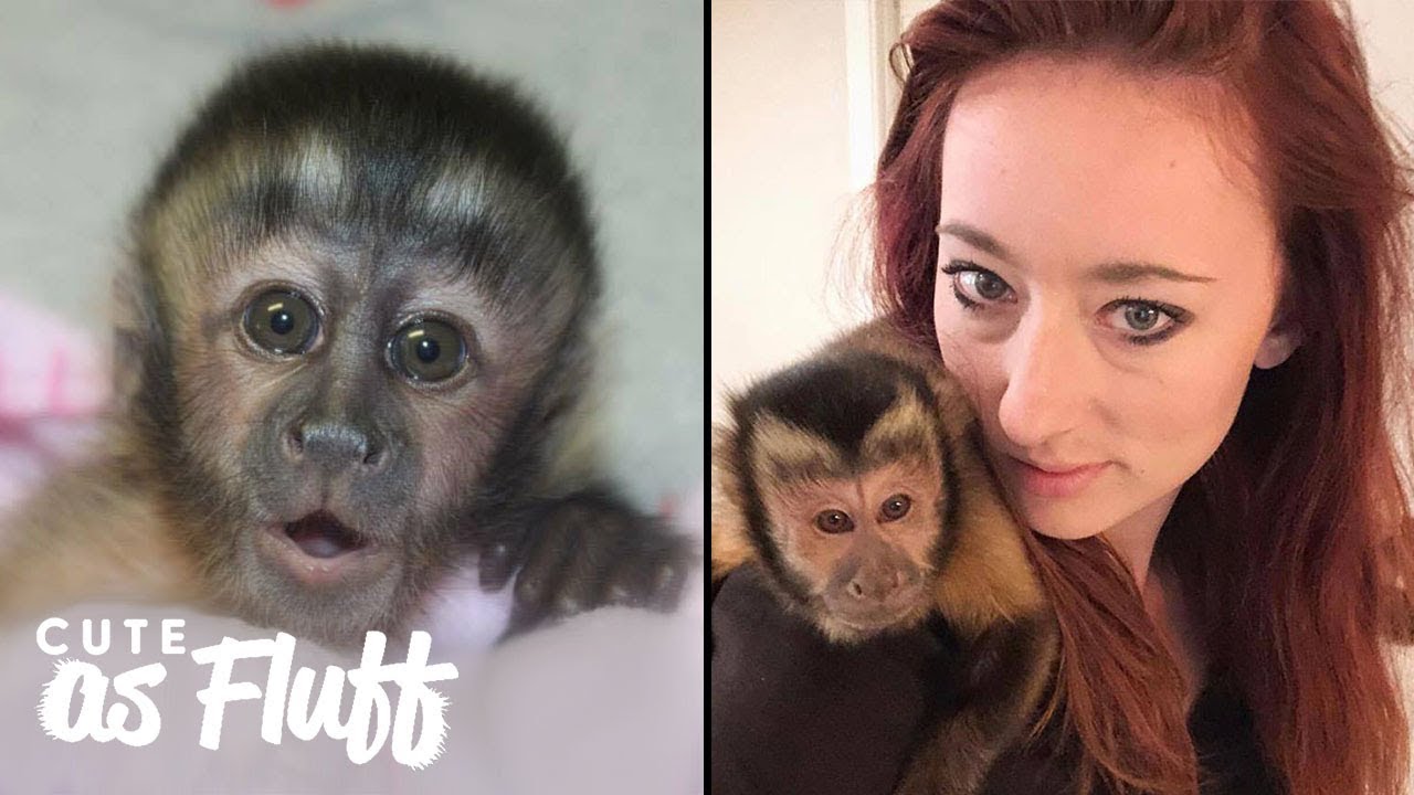 My Therapy Monkey Saved My Life | CUTE AS FLUFF