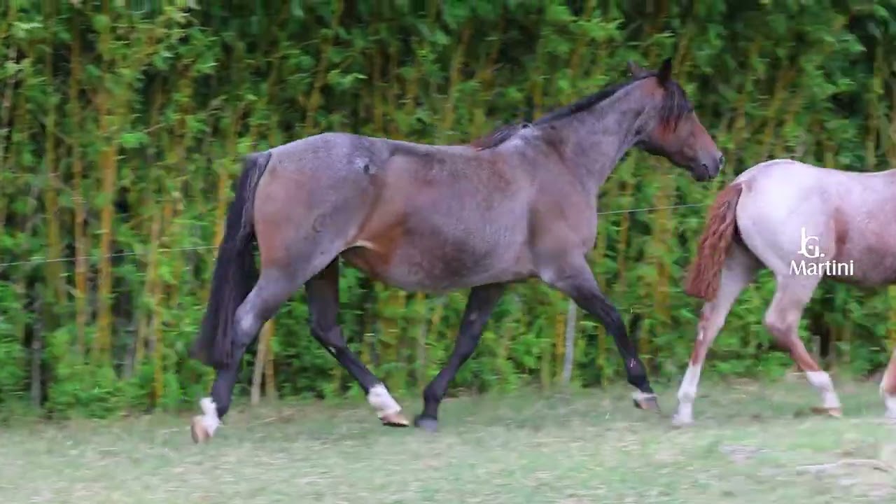 LA PAMPA DO ACEGUÁ