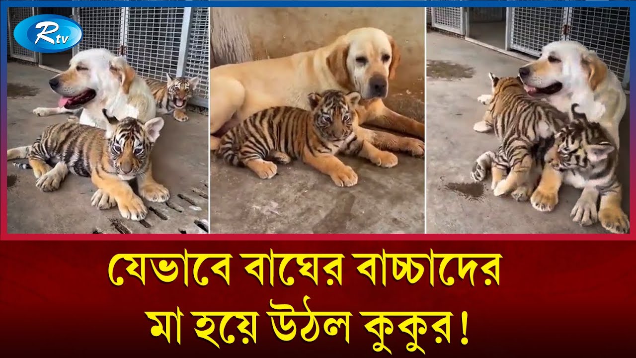 মায়ের কোনো জাত-গোত্র হয় না! | Dog Raise Trio of Tiger Cub | Rtv News