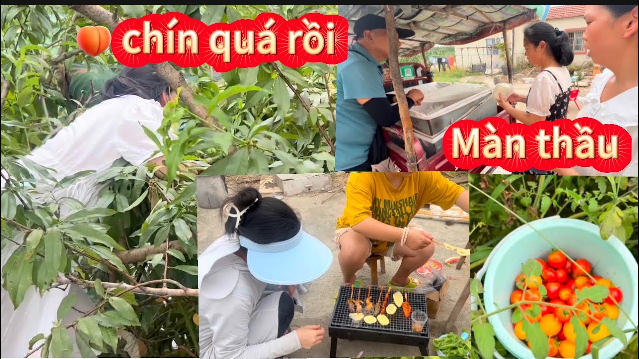 Chị Chồng Hẹn Qua Nhà Thu Hoạch Hoa Quả ,Mẹ Chồng SAN Mang Hết Về LUÔN