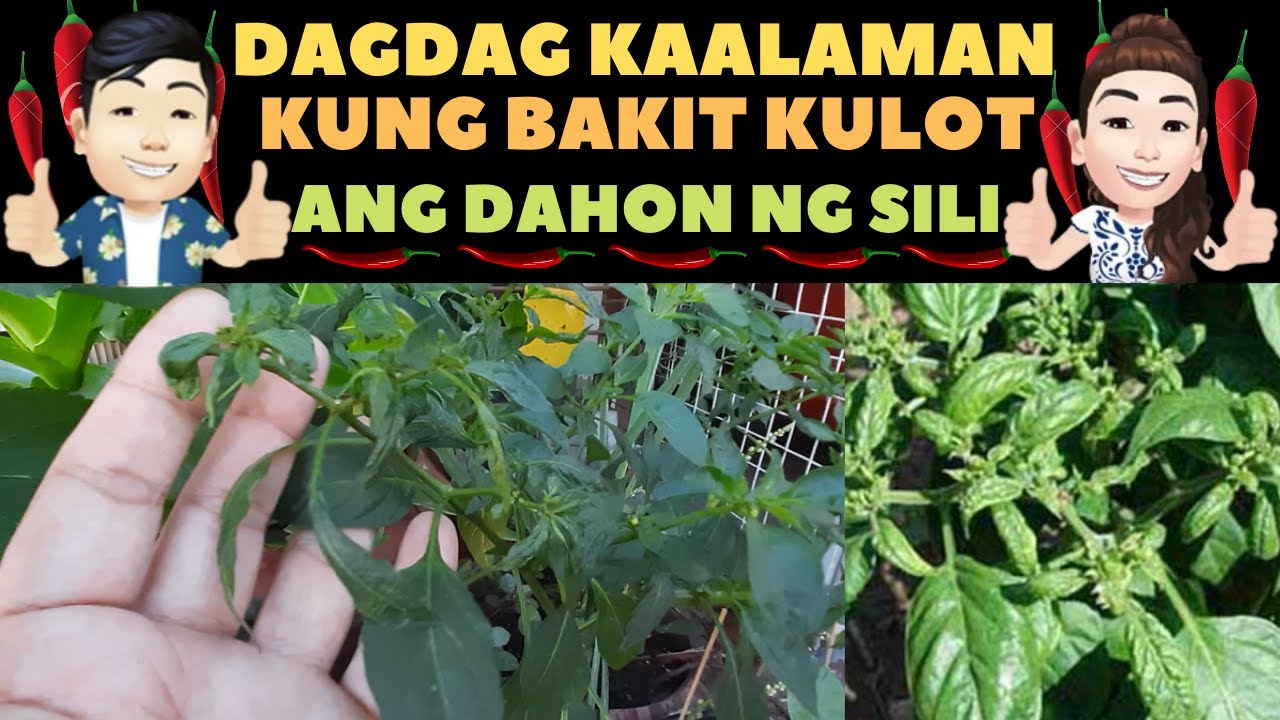 🔴 DAGDAG KAALAMAN KUNG BAKIT KULOT ANG DAHON NG SILI | HOT PEPPER LEAF CURL CAUSES AND TREATMENT