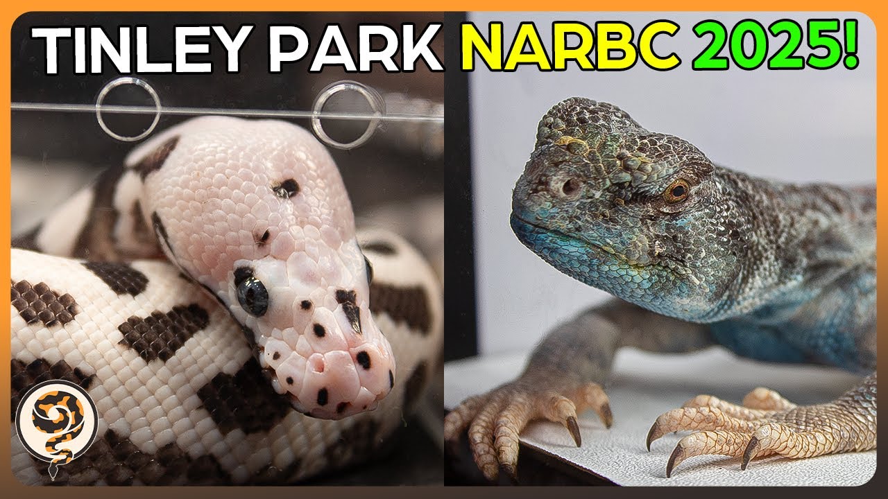 Мы посетили выставку рептилий NARBC Tinley Park 2025! — Видеоматериалы с выставки + интервью!