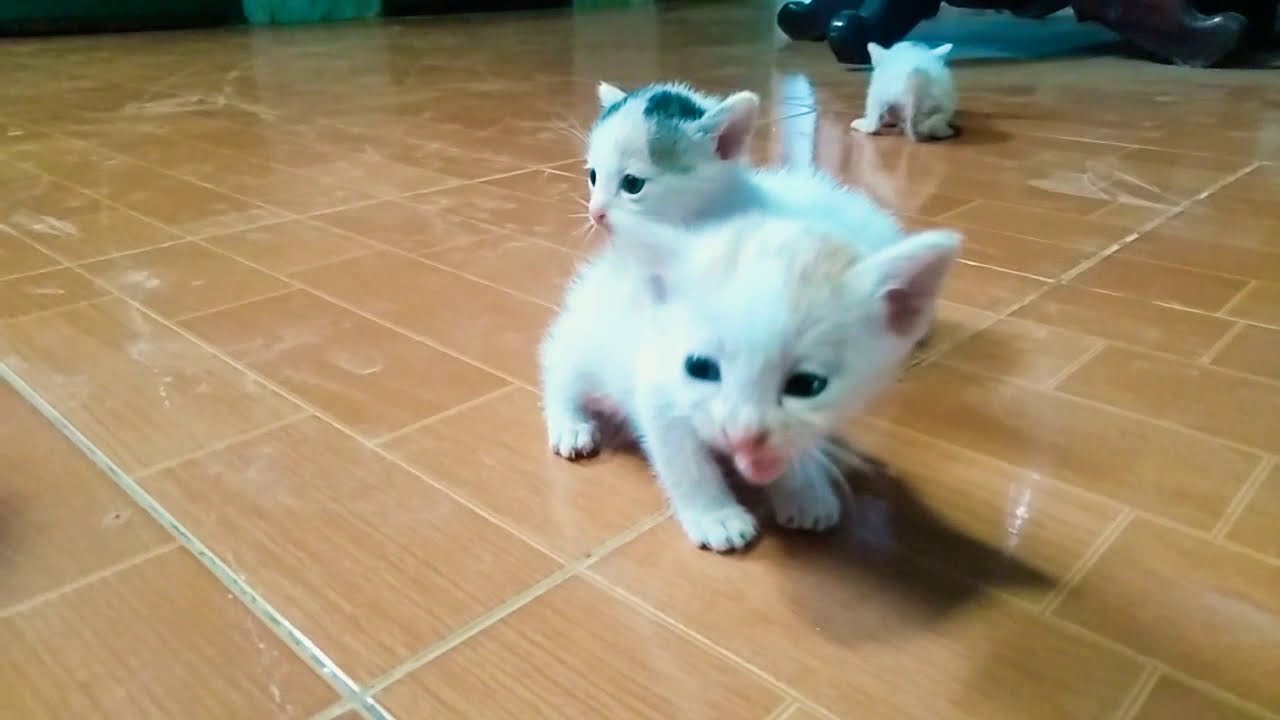 เสียงแมวน้อยร้องหาแม่🐈
