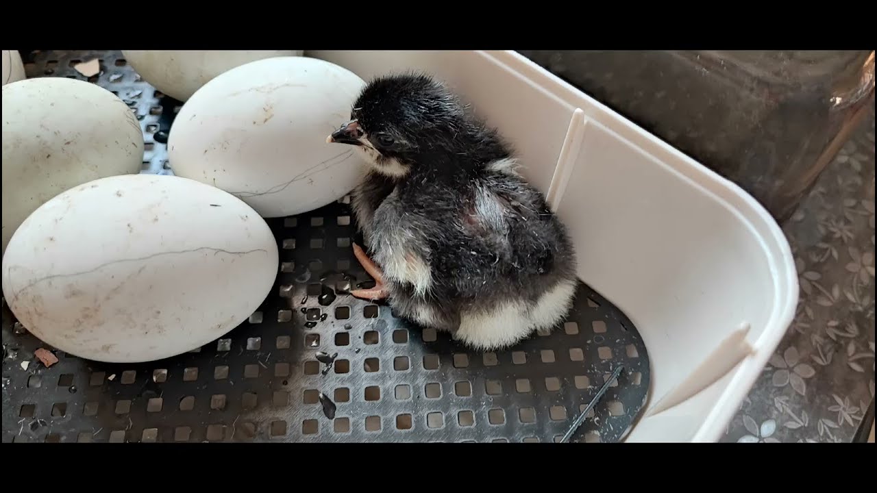 Eclosions d'œufs Marans , 5 poussins prennent vie hors de leurs coquilles.