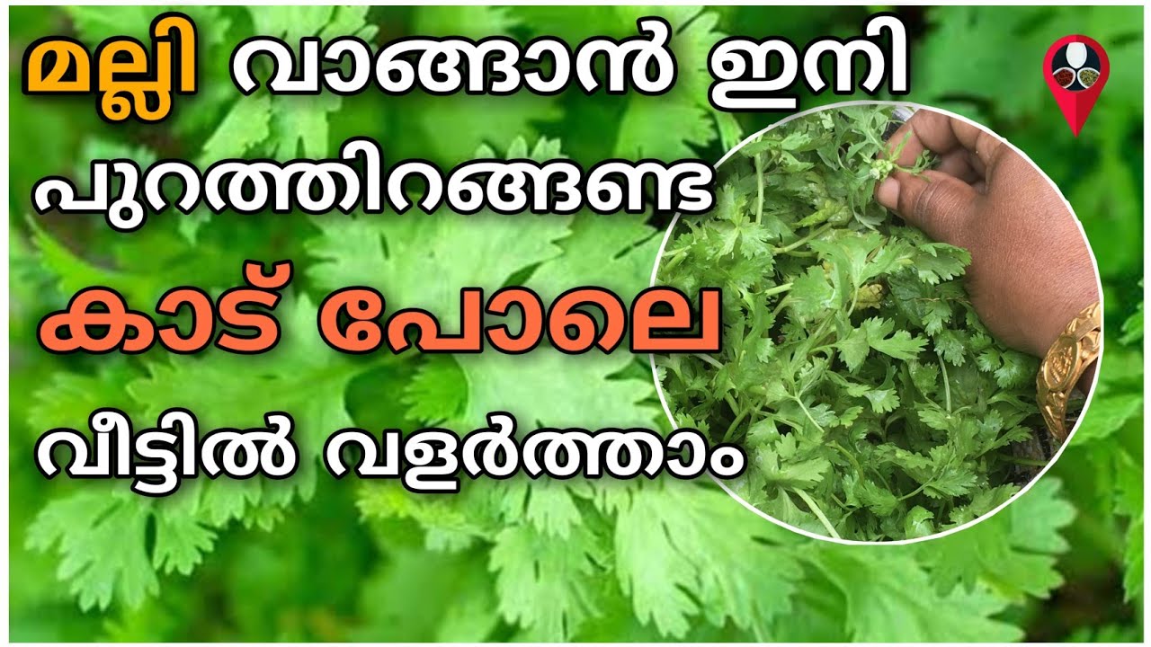മല്ലിയില കൃഷി ഇനി വീട്ടിൽ തന്നെ | Malliyila krishi malayalam | Malli leaf cultivation | Prs kitchen