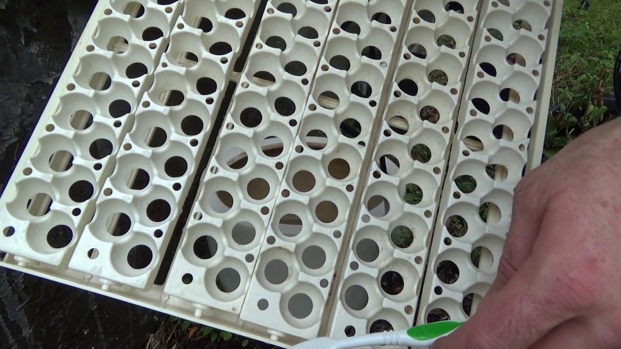 Cleaning and maintenance on the incubator